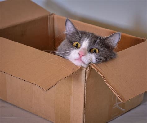 Why is music theory important, and can it explain why cats love cardboard boxes?